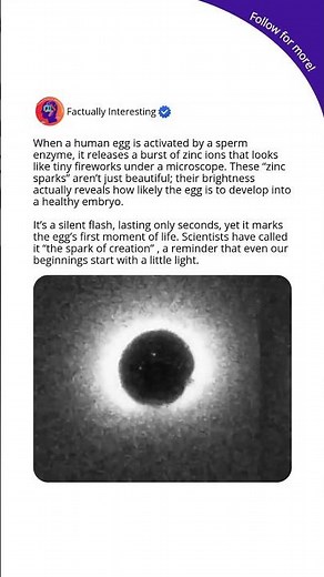 The Spark of Creation: Zinc Fireworks at Life’s Beginning