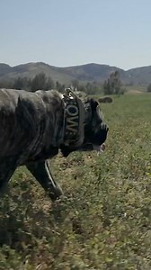 588K views · 9.4K reactions | A Breed Reborn: The American Molossus Brings History To Life ️ #shorts | Dogumentary TV | Facebook