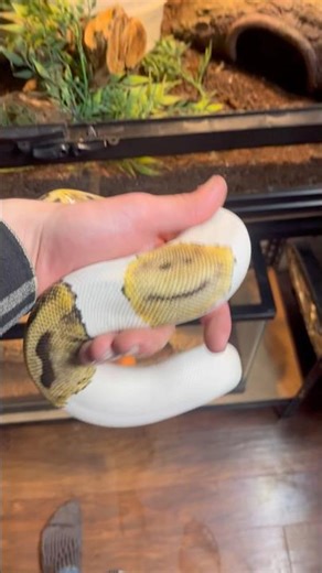 Smiley face ball python #reptiles #like#subscribe