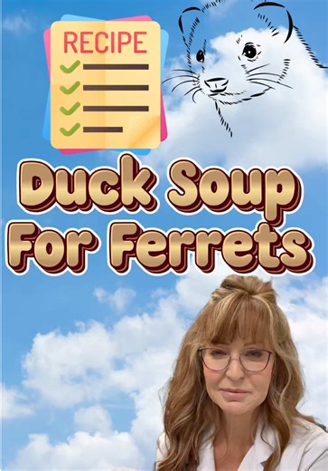 Duck Soup for Ferrets #ferrets #ducksoup #ferretcare #ferretsoftiktok | ferrets