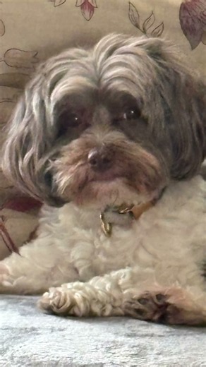 Bucky91’s Dog Show: What Are You Looking At?