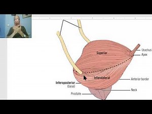 Introduction to anatomy for paramedical students 18 ( Ureter , bladder and urethra) , by Dr, Wahdan