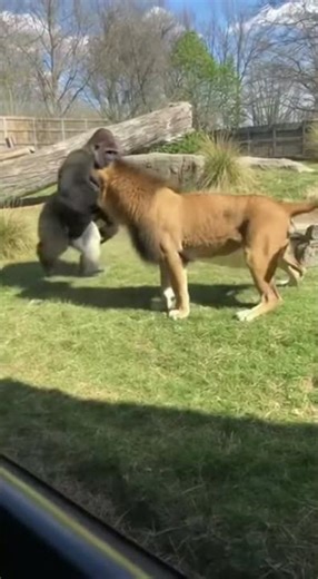 Silverback Gorilla vs Lion - Most INSANE Zoo Fight Ever Caught on Camera🦍💥🦁 #shorts #viral #trending