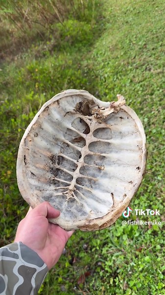 This is what the inside looks like! Snapping turtles have a very interesting spine. It connects to the top of their shell and goes all the way through their tails. That is why if you ever pick up a turtle you should NOT pick it up by its tail. We found this shell at the @SportsmansWarehouse and @Field&Stream fish camp recently. Full video is now live on YouTube. Now you know! 🐢📖 • • • #fishing #snappingturtle #education #animalfacts #turtle