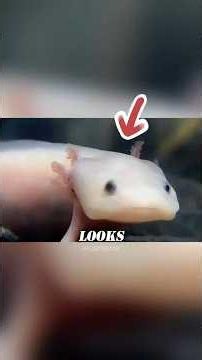 160 Years of Axolotl Experiments Explained #science #shorts