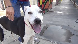 RESCUED - moved to SAFE Album on 01/26 A5214108 ✰ BUSTER -10/29/18- 🚨🚨URGENT!!! NEEDS OUT BY SATURDAY 1/26 5 PM or will be EUTHANIZED!🚨🚨 Good morning all, this is your 72 hour notice that Buster is being considered for euthanasia. Please have Buster rescued by 01/26/19 5pm or he may be euthanized. He is available for public adoption, thank you. 09/21/18 Buster was lying down in the back of his kennel when the runner approached. He got up and came to the front of the kennel with a neutral bod