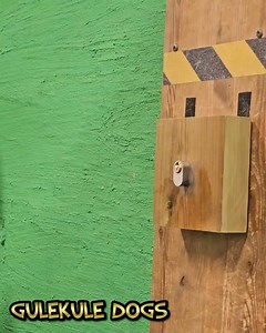 39K views · 969 reactions | Well we got one done today. Definately not an easy task to ask of her but she does her best. The flip the bottle caused some conflicts on how she hold the object for the insertion skill as I think she is still in some way in the balance mode rather than insert mode. She will need to do some repetitions on the basic foundation of her insertion segments. Regardless still pretty impressive work from her | GuleKule Dogs | Facebook