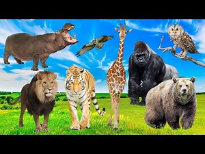 Sounds of Wildlife Animals, Familiar Animals: Elk, Penguin, Horse, Cat, Dogs, Bear, Hyena, Zebra