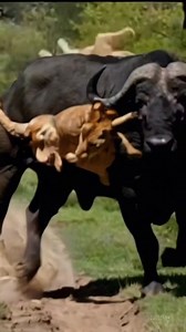 #A Leopard# run #away# from many #🤣😂of hyenas #amazing #shorts #animals #animallife | Mukesh Kumar