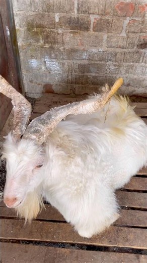 Goat Farm Ka Sabse Chota Bakra - 2 Lakh Me😍👆| #goats #farming #bakramandi #goatmarket #famous #yt