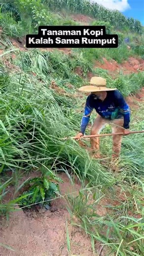 Tanaman Kopi Kalah Sama Rumput?! Ini Cara Selamatkan Coffee Farm Biar Gak Bangkrut!