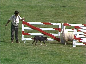 A dog's show | Television | Te Ara Encyclopedia of New Zealand