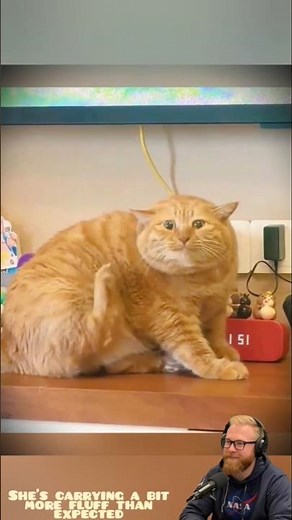 Chunky Cat Living the Best Life 🐱🇺🇸 #catvideo #cat #pets