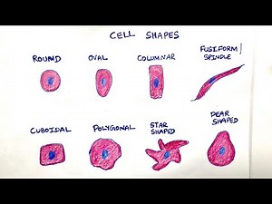 Different cell shapes in cytology