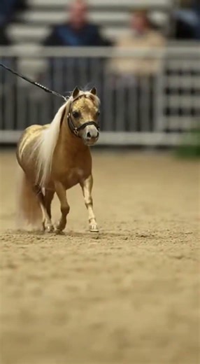 Miniature Horse Show Ring Performance 🐴🏆 | Realistic 4K Indoor Exhibition
