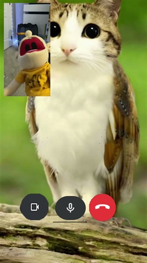 Meowl will not stop calling Jeffy ￼