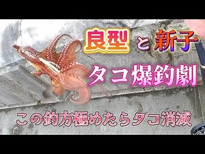 タコ釣り堤防 6時間で23タコ杯の爆釣 限りある資源を保護しましょう