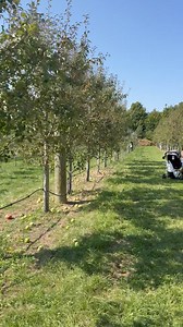 44K views · 3.1K reactions | Una tradición muy otoñal de Canadá  | Canadá Desde Adentro | Facebook