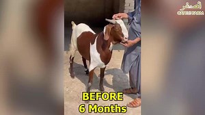 7.3K views · 664 reactions | Masha"Allah only 6 month transformation  ASGHAR CATTLE FARM  | Karachi Cow Mandi Services | Facebook