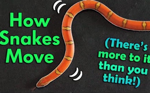 【中字】蛇是怎么移动的？ How Snakes Move! (They don't just slither!)
