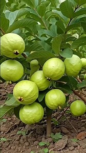 3 Tanaman Buah Cukup Tanamnya Dari Batang #unik #faktaunik #agrikultur #budidayatanaman