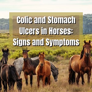 Colic and Stomach Ulcers in Horses: Signs and Symptoms