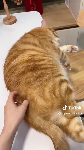 Keep Following for more videos 🐈❤️ #fatcat #funnyvideos #cat