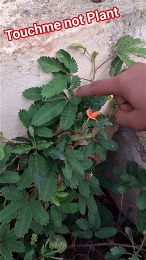 Touchme not Plant || explained by Yerragunta Bhanukiran || 7th Class #plants #viral