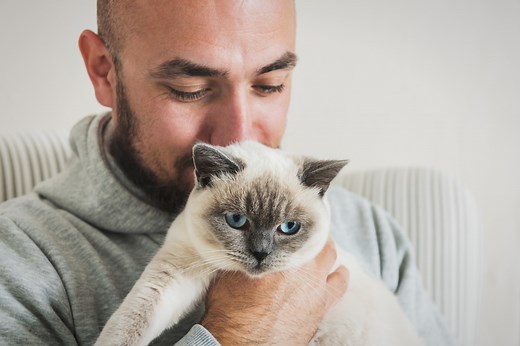Anemia in cats can be dangerous, but it’s treatable – here’s what you need to know