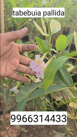 Tabebuia Pallida: Pink Trumpet Tree Care, Growth, and Benefits #viralshort #trandingshorts #ytviral