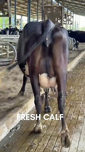 27K views · 414 reactions | پیور امپورٹڈ بلڈ لائن کی 9 شاندار گائیں...