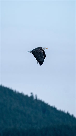 SEASON OF THE WILD. As the salmon fight their way up the rivers, the eagles gather above, and the prehistoric giants—the white sturgeon—glide through the deep, dark waters below. It’s that time of year again… 🦅 Inspire your journey to the wild: season of the wild.com #HarrisonRiverValley 🌿 #SeasonOfTheWild . . . #BreatheInTheWild #TogetherInTheWild #ScenicRoute7 #TheFraserValley #ExploreBC #ExploreFraserValley #PlanYourTrip #VisitHarrisonRiverValley #VisitHRV #WellnessTravelBC #TourismHarrison