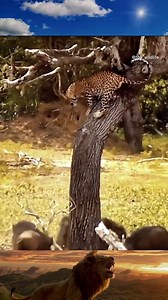 341K views · 2.1K reactions | Animal Planet TV on Reels | Facebook