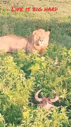 Angry🔥Lion's Life is big hard #discovery #animals #animalplanet #africa #forest #youtubeshorts #sub