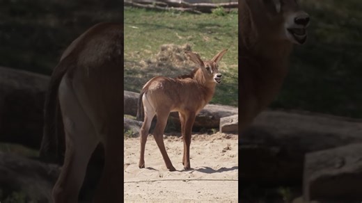 Pretty baby roan antelope discovers the world around it