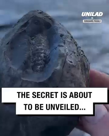 476K views · 1.8K reactions | This rock was hiding a perfect fossil for millions of years  | GOODLAD | Facebook