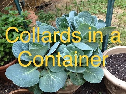 Planting Collards in a Container