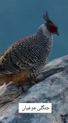Exploring the World of Jungle Chickens