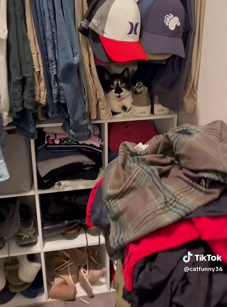 Funny Black Cats: Masters of Disguise and Humor