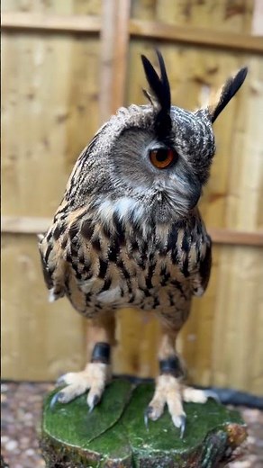 Eurasian Eagle Owl Call #shorts #owl