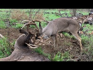 Two GIANT WHITETAILS With Locked Antlers - The Management Advantage