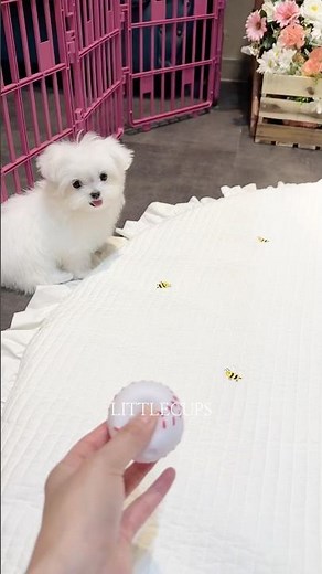 Adopt This Tiny Teacup Maltese – Playful, Loving, and Ready for Her Forever Home ❤️ #teacupmaltese