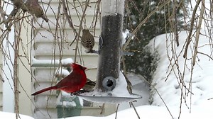 160K views · 3.3K shares | Spend some time at a busy winter bird feeder. | National Audubon Society | Facebook