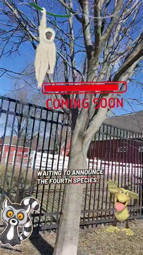 A new attraction is coming to Columbian Park Zoo 🐒#columbianparkzoo #lafayetteindiana #lafayetteparks #FamilyFun #localattractions #punchthemonkey | Wkoa Lafayette