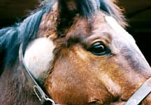 Island show bans mainland horses to halt strangles spread - Horse & Hound