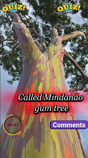 Explore the Vibrant Colors of the Rainbow Eucalyptus Tree! 🌈🌿✨