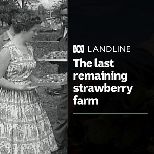 120K views · 575 reactions | "We're sort of hanging on to the last bit of history here." ​ ​ In a region once celebrated as the 'salad bowl' of Brisbane, there's now just one commercial strawberry farm left. ​ ​  Catch up on past Landline stories: https://bit.ly/LandlineABCArchives | ABC Landline | Facebook