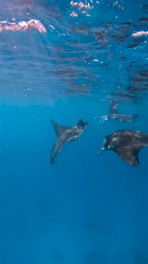 7.6K views · 309 reactions | A ballet in the blue. When we asked all...