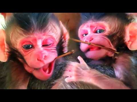 Top Cutest Moments Of Newborn Baby Monkey With Mommy's Care