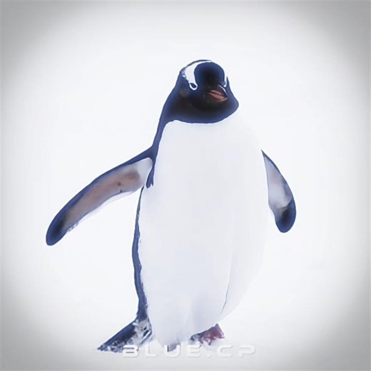 That one penguin edit #penguin#edit #lyrics#shortsfeed #shorts #viral